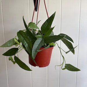 セブブルーポトス | 6インチの観葉植物 | 青い葉を持つ蔓性植物 | 根付き、生育中 | 写真の植物そのもの