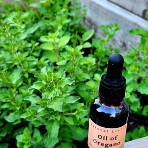 Oil of Oregano