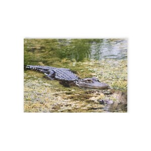 Florida Alligator, Post Card, Photography,Florida Nature Themed Cards, Greeting Card, Wish you were here