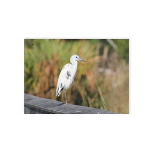 Heron Post Card, Florida, Photography, Florida Nature Themed Cards, Beach, Greeting Card, Wish you were here
