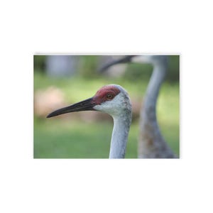 Sandhill Crane Post Card, Florida, Photography, Florida Nature Themed Cards, Beach, Greeting Card, Wish you were here