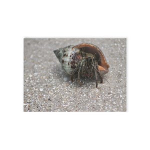 Hermit Crab , Post Card, Photography, Florida Nature Themed Cards, Greeting Card, Wish you were here