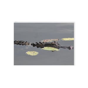 Post Card, Florida Alligator, Photography, Florida Nature Themed Cards, Beach, Greeting Card, Wish you were here
