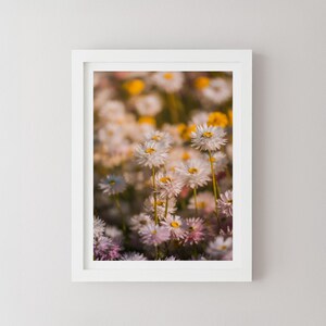 Stampa di margherite su carta bianca, fotografia di fiori, arte murale minimalista, poster di viaggio, Australia, floreale, macro, giardino botanico,