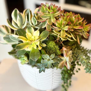 Composition succulente, jardin succulent, récipient sur pied en céramique de 6 po., décoration de table, cadeaux pour toutes les occasions