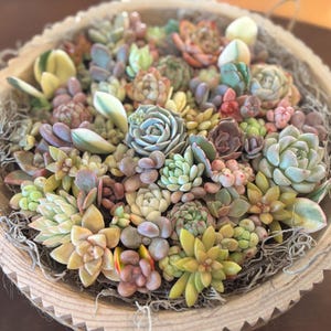 Sukkulenten Arrangement, 10 ”geschnitzter hölzerner Pflanzer, Tischplattendekor, Herzstück, Sukkulentengarten