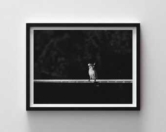 May include: Black and white framed photograph of a cockatoo perched on a horizontal surface. The bird is centered in the frame, with a dark background. The cockatoo has a distinctive crest and is facing to the right.
