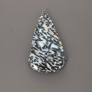 Petrified Palm Wood Cabochon