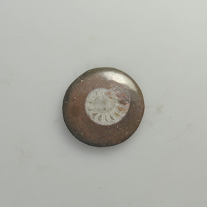 Natural Ammonite Fossil