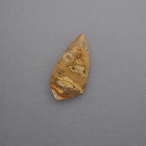 Petrified Palm Root Cabochon