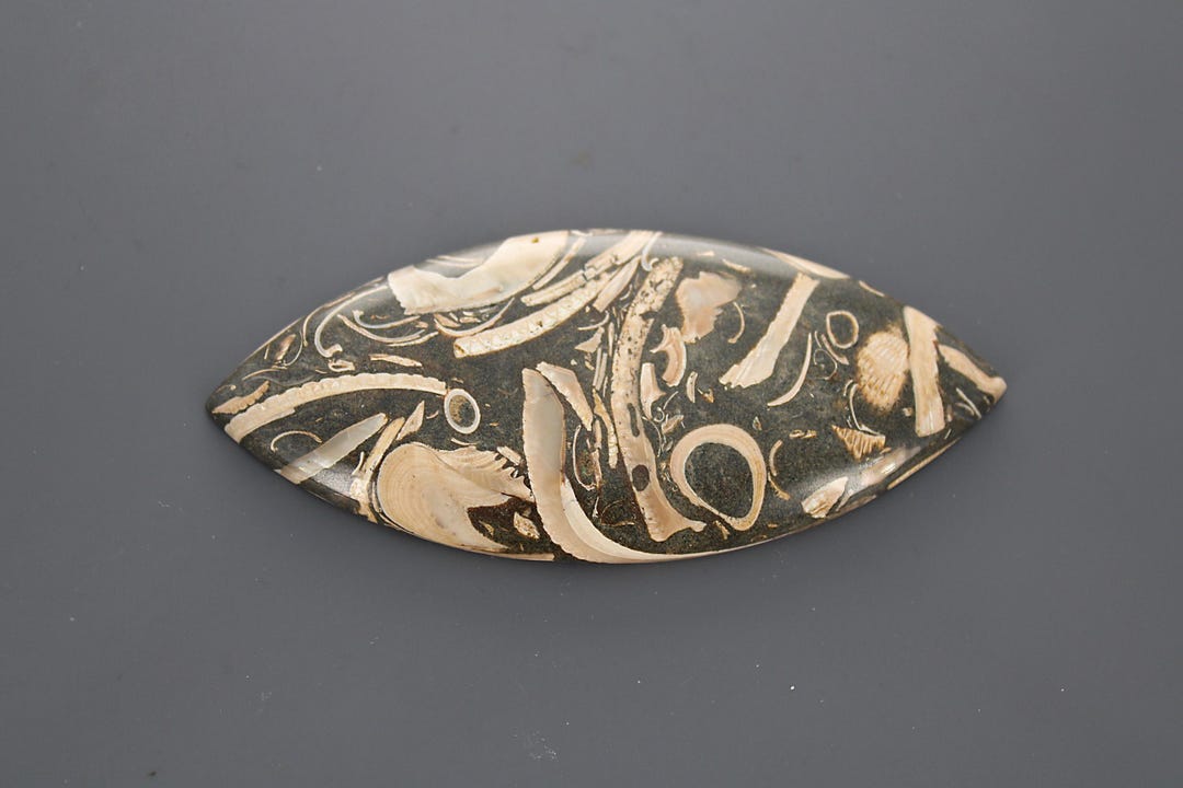 Baja Shell Fossil Baja Shell - Etsy