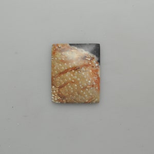 Petrified Palm Wood Cabochon