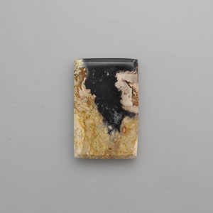 Petrified Palm Root Cabochon