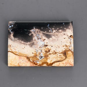 Petrified Palm Root Cabochon