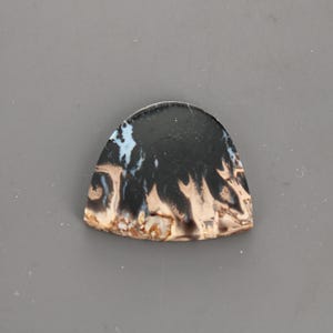 Petrified Palm Wood Cabochon