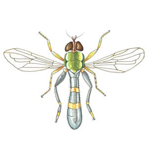 Puede incluir: Ilustración detallada de una mosca, que muestra una cabeza verde y marrón, un cuerpo segmentado verde y amarillo y alas transparentes. Las patas de la mosca son amarillas y grises, con un abdomen gris. La obra de arte está sobre un fondo blanco.