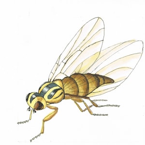 Puede incluir: Ilustración en acuarela de un insecto parecido a una abeja. El insecto presenta un cuerpo marrón segmentado con rayas amarillas, alas translúcidas y patas delicadas. La obra de arte se presenta sobre un fondo blanco liso, resaltando la forma del insecto.