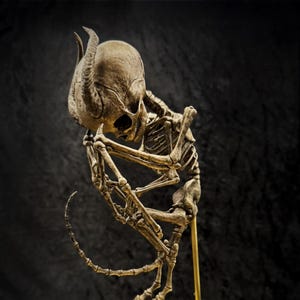May include: A skeletal figure with horns, resembling a small demon, is posed in a seated position with its arms wrapped around its body. The figure is mounted on a gold stand with a round base.