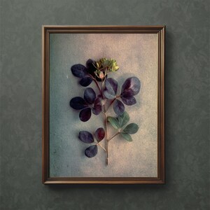 Smoke Bush Art Print: Botanical Vintage Photography (Digital Download)