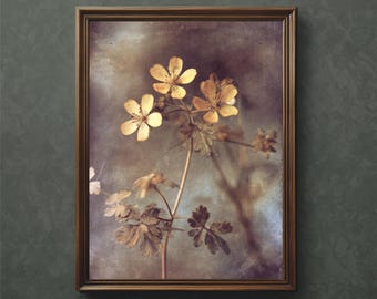 Buttercup Art Print: Pressed Flower Botanical Specimen (Digital Download)