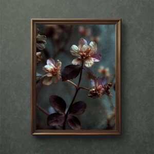 Puede incluir: Una impresión botánica enmarcada con delicadas flores de pétalos blancos y morados, y hojas de color púrpura oscuro. Las flores se colocan sobre un fondo verde azulado oscuro y apagado, y el marco es de color marrón cálido. La estética general es vintage y artística.