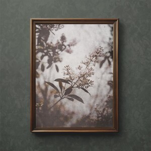 Elderflower Art Print: Botanical Vintage Photography (Digital Download)