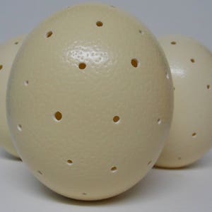 Ostrich Egg Lamp image 5