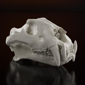 Tiger-Schädel Lebensgroße Replik-Tierschädel-Knochen