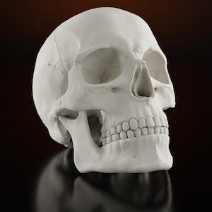 Puede incluir: Un modelo de cráneo humano en color blanco mate que presenta estructuras anatómicas detalladas, incluyendo el cráneo, las cuencas de los ojos, la cavidad nasal y una dentadura completa. El cráneo está ligeramente inclinado, mostrando la mandíbula.