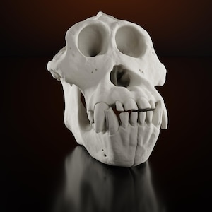 Orangutan Skull Replica Life Size Animal Skull Bones Pongo pygmaeus
