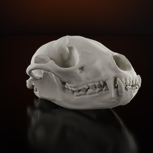 Raccoon Skull Life Size Replica Animal Skull Bones