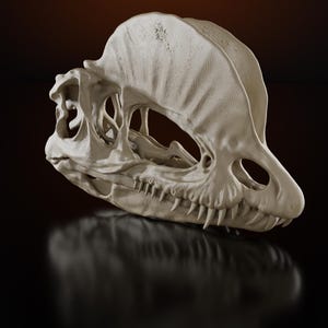 May include: A cream-colored, detailed replica of a Dilophosaurus skull featuring a prominent double crest on the top, an elongated snout, and sharp, pointed teeth along the upper jaw. The structure displays intricate bone textures and hollow cavities.