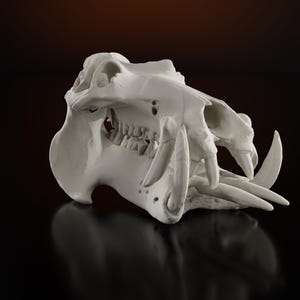 May include: A white, detailed sculpture of a skull with large tusks and teeth. The skull is set against a dark background, with a reflective surface below. The sculpture is a decorative item.