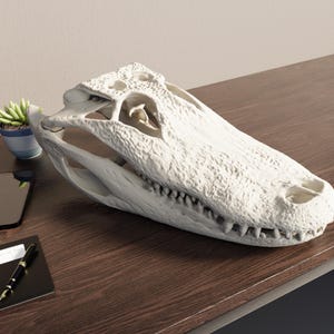 Alligator Skull Replica - Crocodile Skull Life Size - American Alligator - Alligator Mississippiensis - +-50cm/20 inch - 1:1 - Half scale