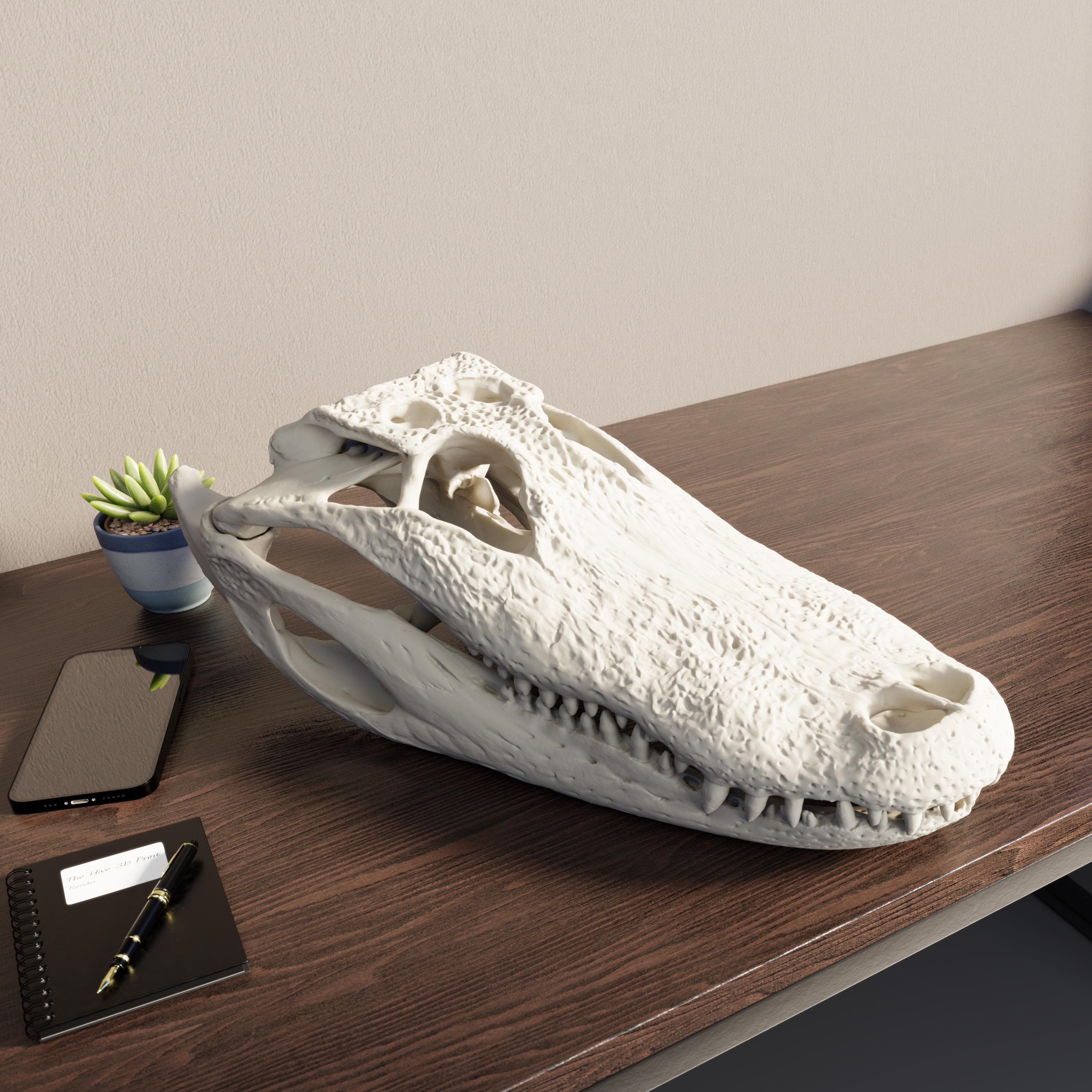 Alligator Skull Replica - Crocodile Skull Life Size - American