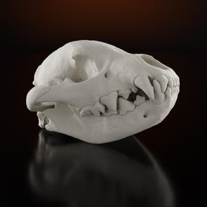 Peut inclure: Un crâne d'animal blanc présenté de profil, doté d'une arcade zygomatique saillante, d'un crâne arrondi et d'un ensemble de dents pointues visibles, incluant des canines et des molaires. La surface osseuse est lisse et mate, aux contours naturels.