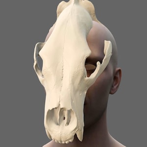 Könnte beinhalten: Eine cremefarbene Tiermaske, die das Gesicht einer Person bedeckt. Der Schädel hat Augenhöhlen, eine Nasenhöhle und Zähne. Die Maske ist vor einem grauen Hintergrund platziert.