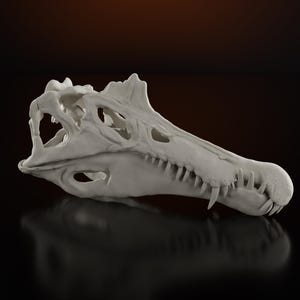 May include: A detailed, off-white dinosaur skull with sharp teeth and visible bone structure. The skull is set against a dark background, highlighting its intricate design and the shadows within the eye sockets and nasal cavity. The skull's teeth are clearly defined.