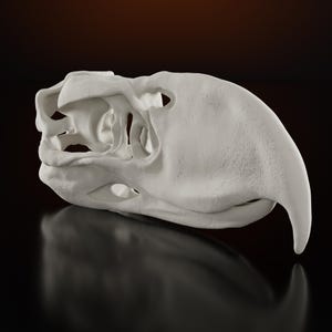 May include: A white, matte-finished bird skull replica featuring a prominent, curved upper beak and hollow eye sockets. The structure displays intricate bone textures and open cavities, presented in a side profile view with a smooth, clean surface.