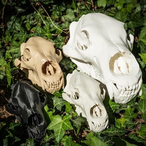 Grizzly Bear Skull Life Size Replica Brown Black Bones