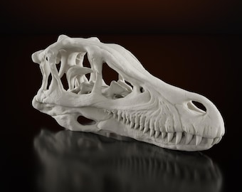 Levensgrote replica van een Velociraptor-schedel, model van de schedelbotten van een dinosaurus.