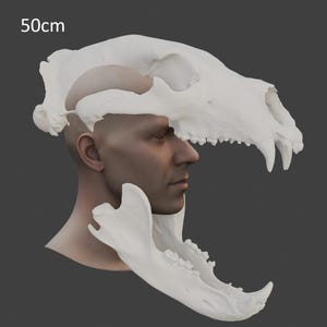 Maschera personalizzata con teschio di orso grizzly - Ossa nere marroni per cosplay di Halloween