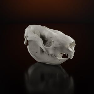 Könnte beinhalten: Ein detaillierter, cremefarbener Tierschädel mit sichtbaren Zähnen und Augenhöhlen. Der Schädel ist vor einem dunklen, reflektierenden Hintergrund platziert, was seine Knochenstruktur hervorhebt. Die Beleuchtung betont die Textur und Form des Schädels.