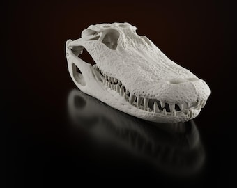 アリゲーターガーの頭蓋骨レプリカ（博物館品質） - Etsy 日本