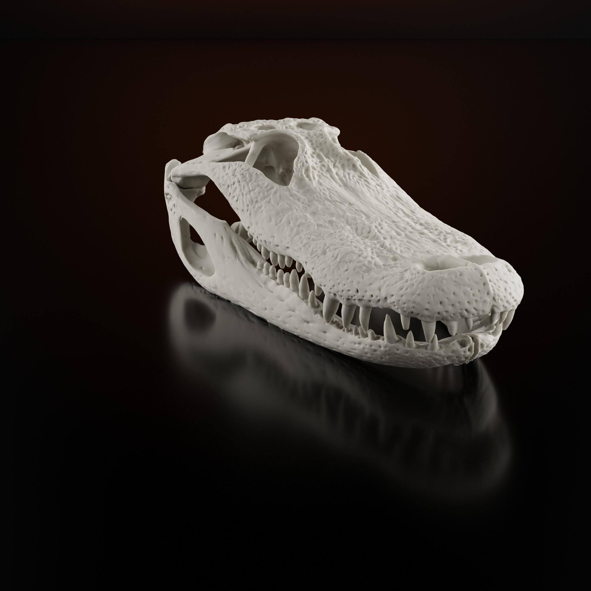 Alligator Skull Replica - Crocodile Skull Life Size - American