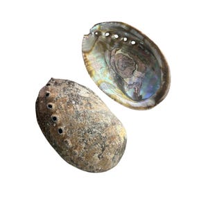 Abalone Shell One Side Polished Natural 5-6&quot; item 006 Incense Smudging Bowl Crafts Ocean