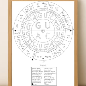 Könnte beinhalten: Ein schwarz-weißes Kreisdiagramm, das den genetischen Code für Aminosäuren zeigt. Das Diagramm ist in vier Quadranten unterteilt, die jeweils eine andere Nukleotidbase repräsentieren. Das Diagramm ist mit den dreistelligen Abkürzungen für jede Aminosäure sowie den einstelligen Abkürzungen beschriftet. Das Diagramm enthält auch die Start- und Stopp-Codons.