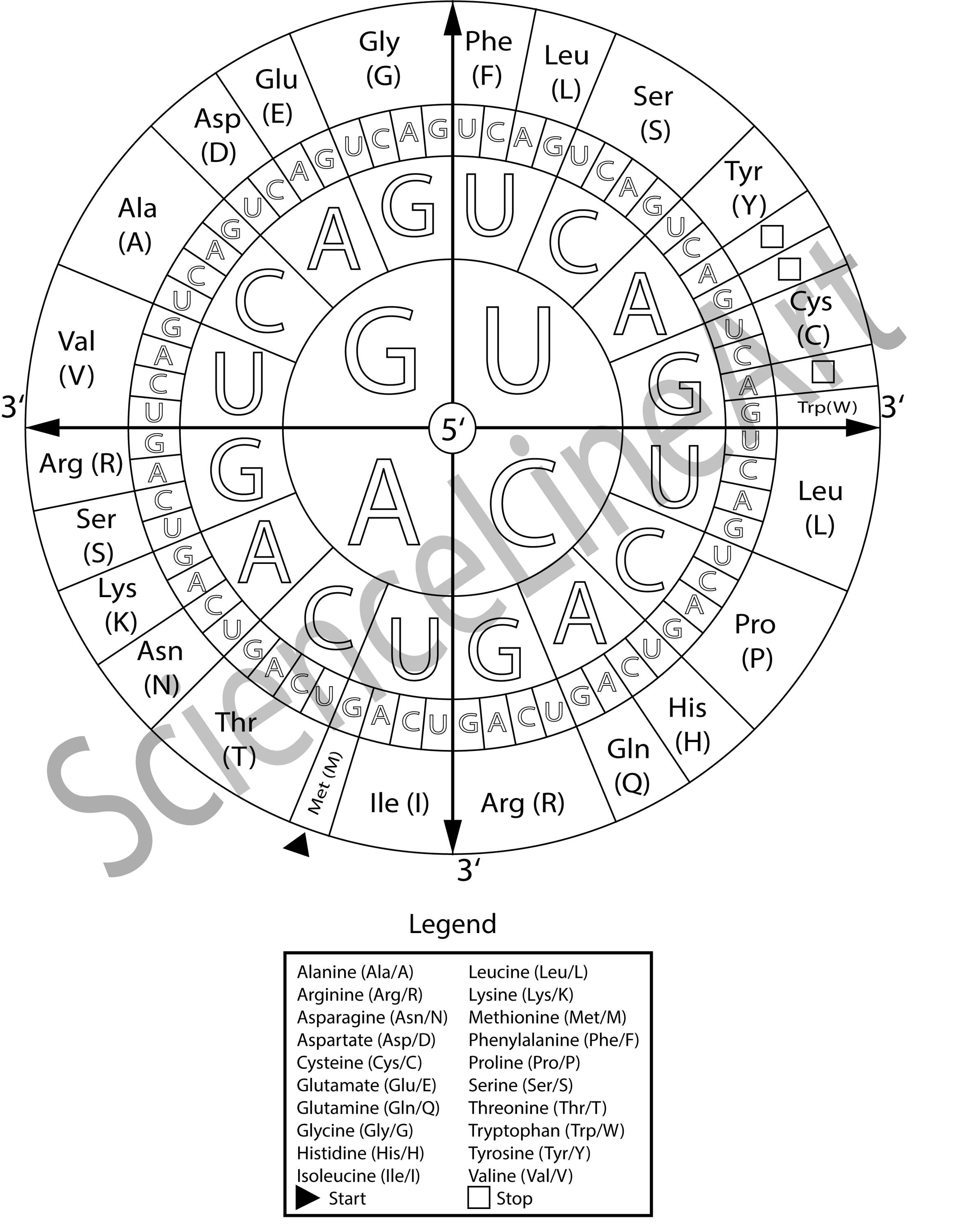 Codon Wheel Coloring Page Printable - Genetic Code Study Poster ...
