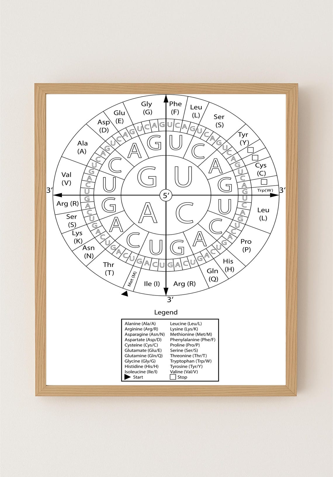 Codon Wheel Coloring Page – Genetic Code Poster for Biology Students ...