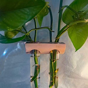Window Propagation Vases